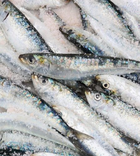morocco, essaouira, harbour, nature, fish, sardine, catch, sale, food, gray food, gray fish, gray sales, gray fishing
